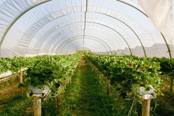 Greenhouse Cooling