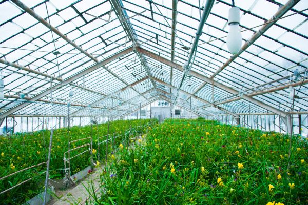 Greenhouse Cooling