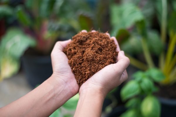 Environmental Impact of Composting Coconut