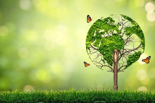 Common Mistakes to Avoid When Trying to Save Trees