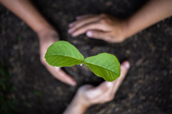 Save Trees