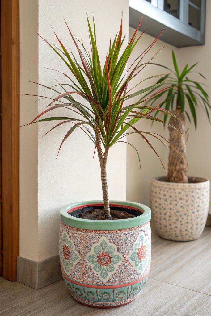 18 Incredible Plants You Can Grow in Your Apartment - 16. Dracaena Marginata (Dragon Tree)