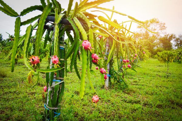 Essential Care Guide for Tropical Fruit Plants