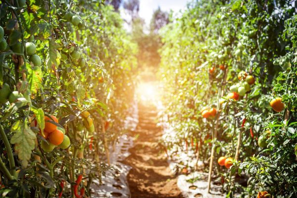 Tropical Fruit Gardening