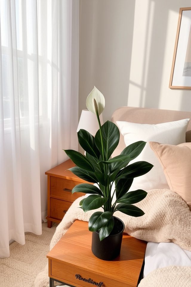 air purifying peace lily plant