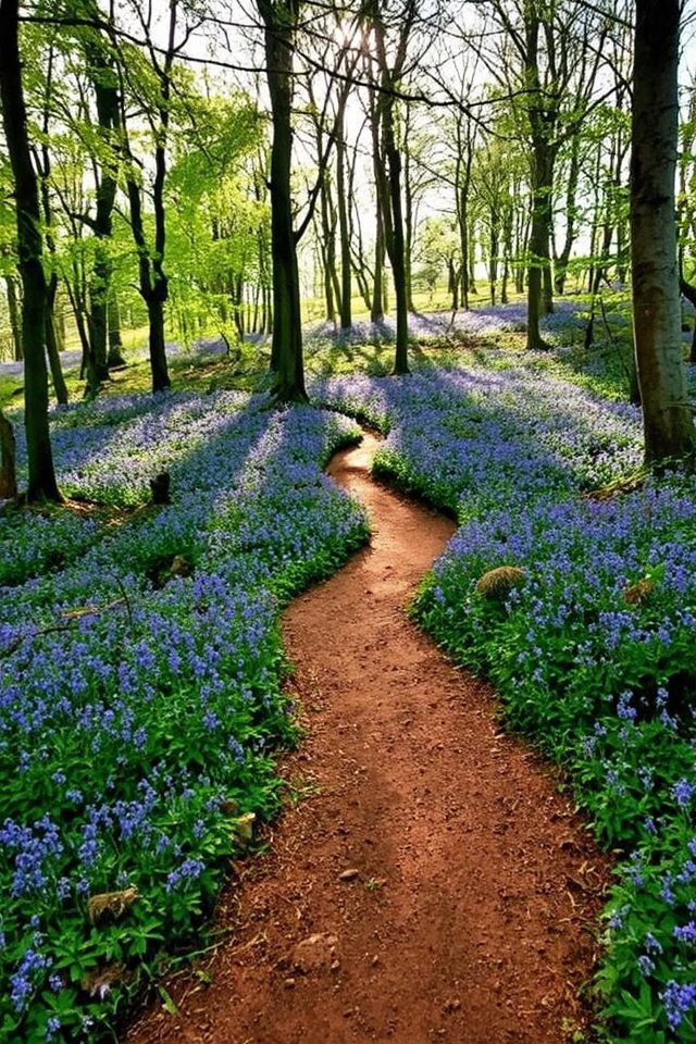 enchanted bluebell forest experience