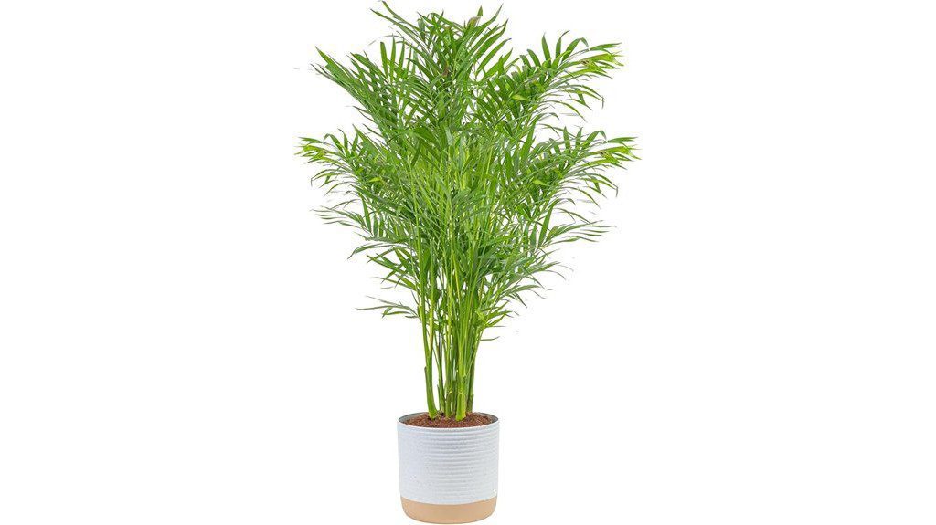 indoor cat palm plant