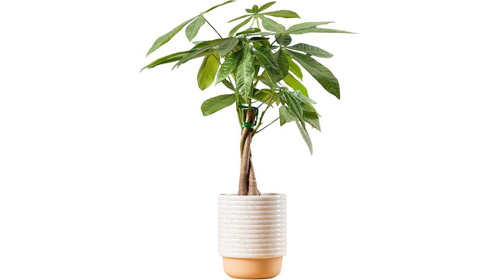 money tree live plant