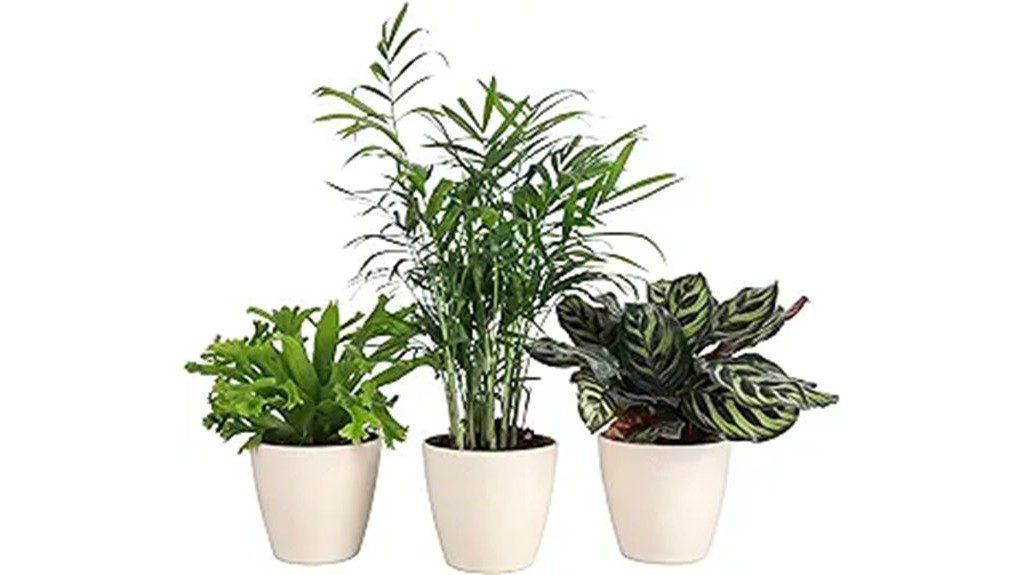pet friendly indoor plants