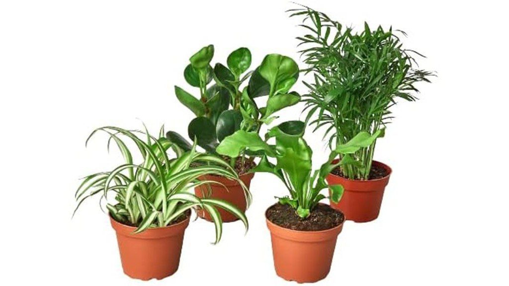 pet friendly indoor plants