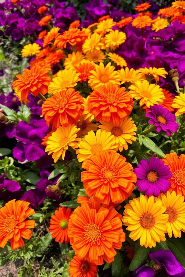 vibrant contrasting annual blooms