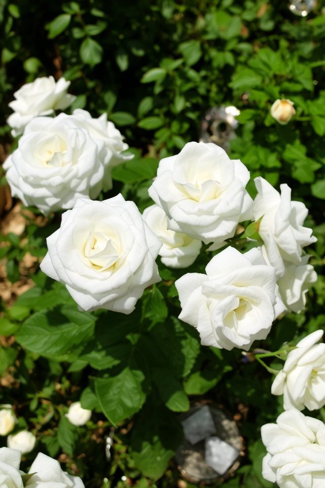 pure white roses symbolize kindness