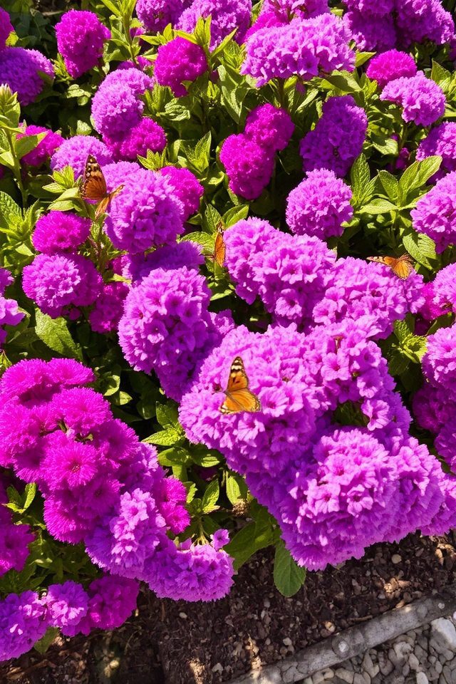 vibrant low maintenance garden blooms