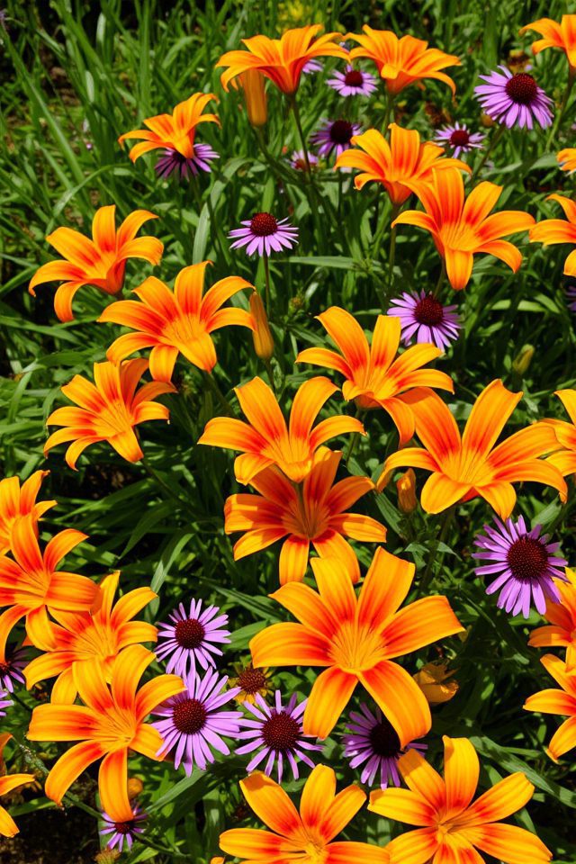 vibrant low maintenance summer blooms