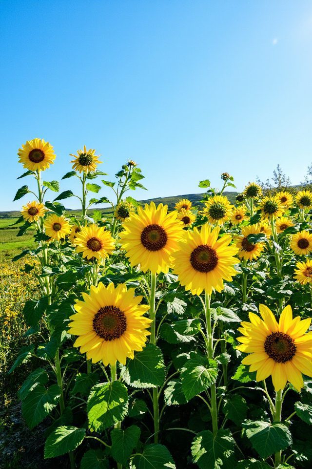 cheerful sunflowers for celebration