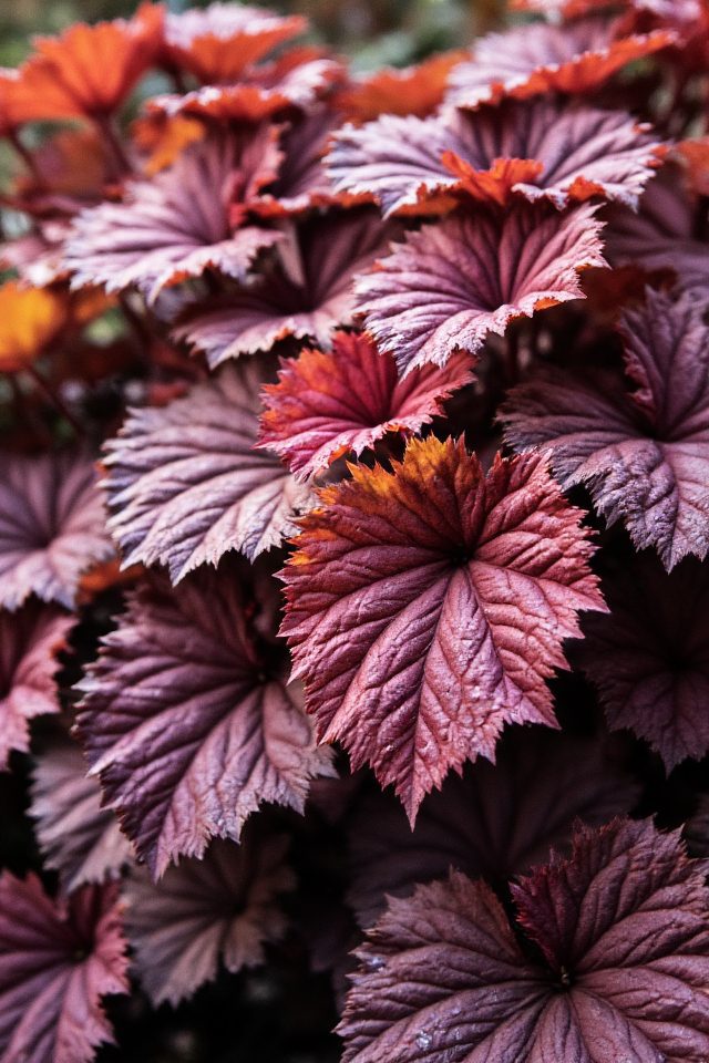 colorful autumn leaf perennials