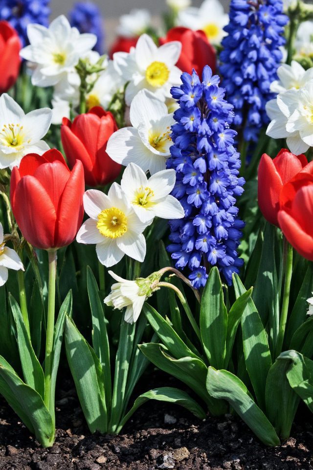 patriotic spring bulb garden
