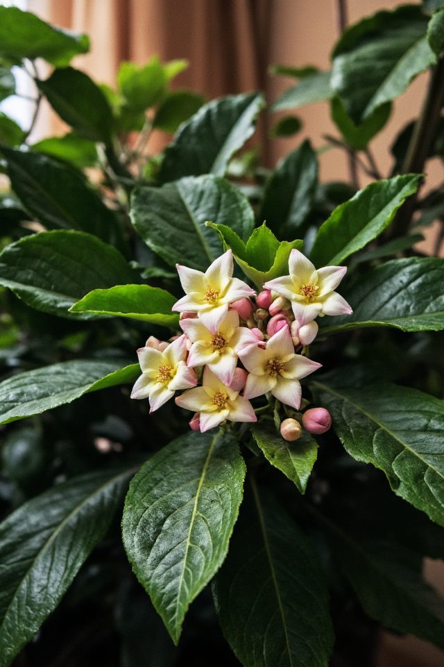 stunning fragrant indoor plant