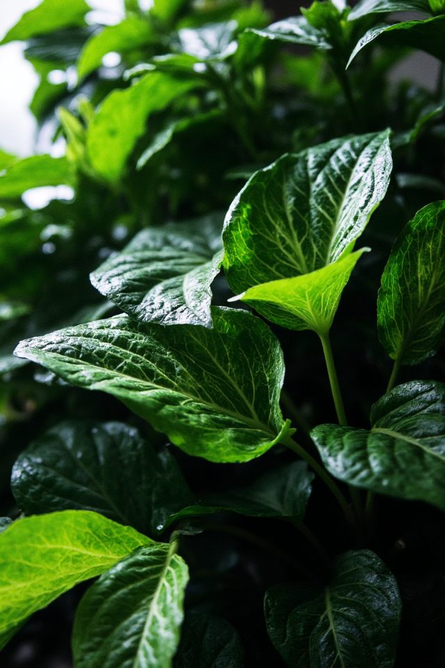 tropical elegance patterned leaves