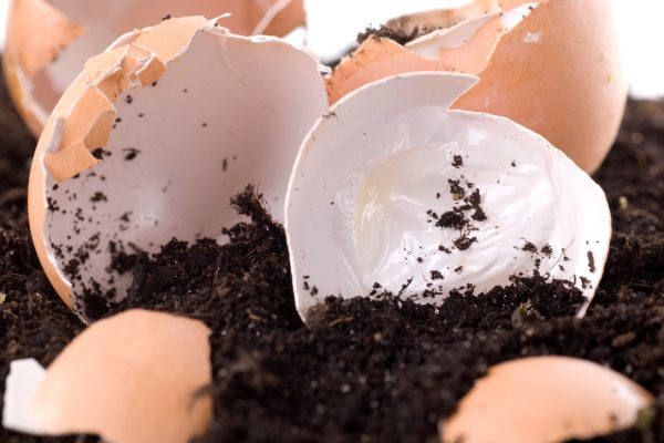 Can Eggs Be Composted
