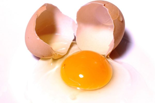 Can Eggs Be Composted