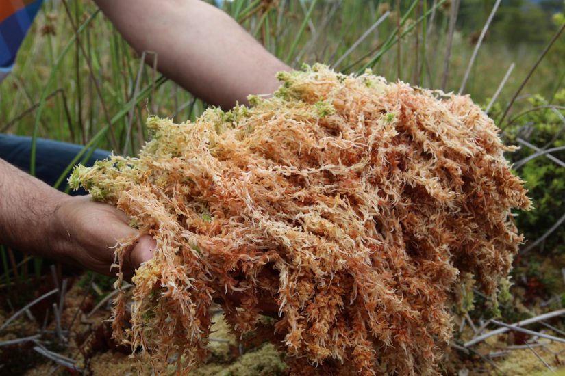 What Is Peat Moss?