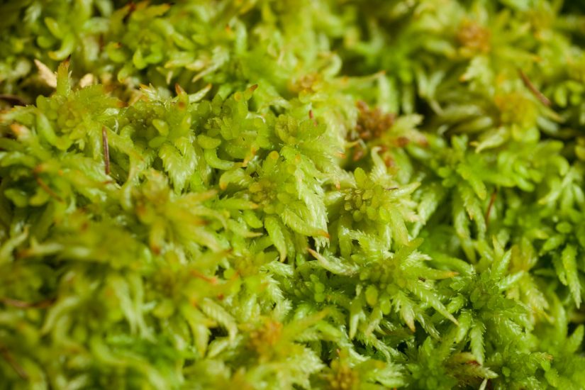 What Is Sphagnum Moss?