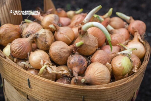 Recognizing Onions' Role in Composting