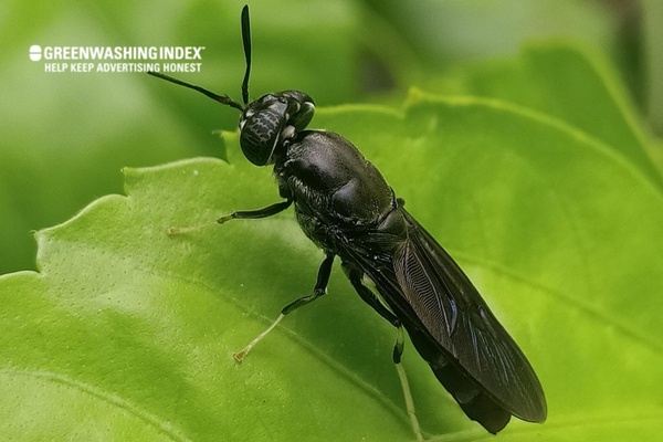 Kinds of Compost Flies