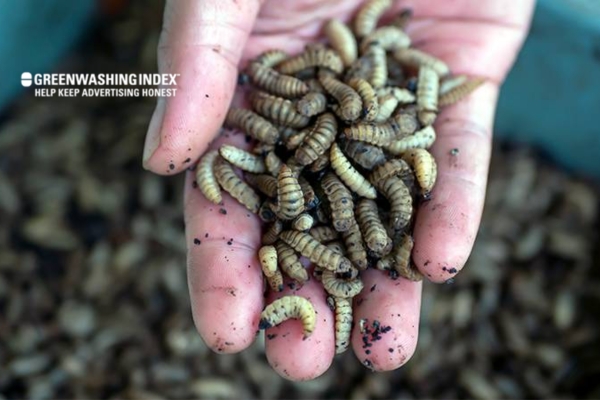 Why Maggots in Compost is Important?