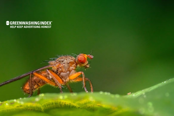 The Life Cycle of Compost Flies