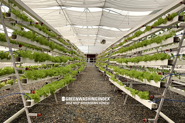 Types of Hydroponic Setups in a Greenhouse Setting