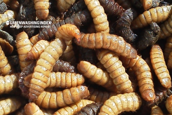 Why Do I Have Maggots in My Compost?