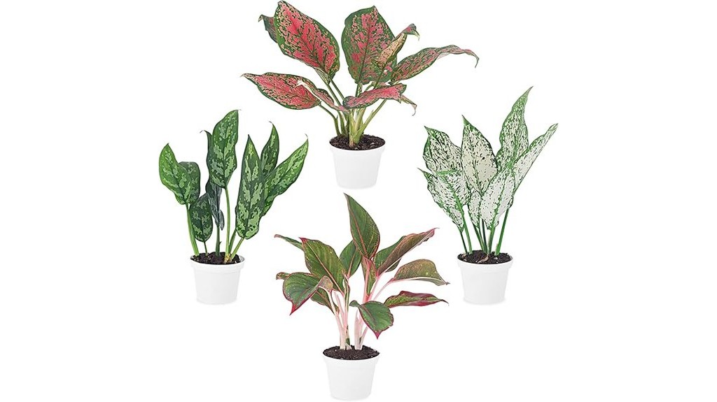 aglaonema plant collection pack