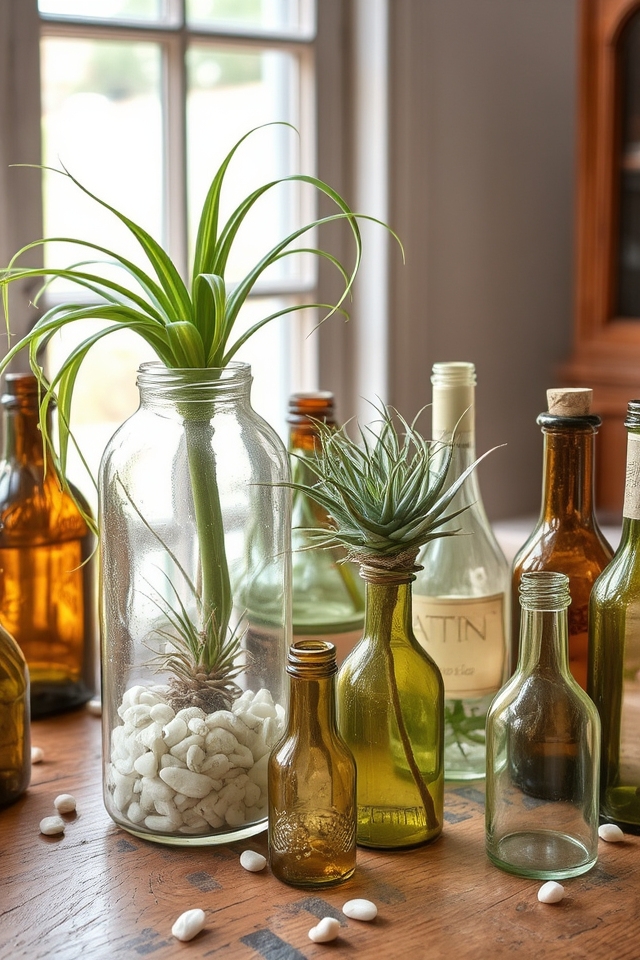 air plants in bottles