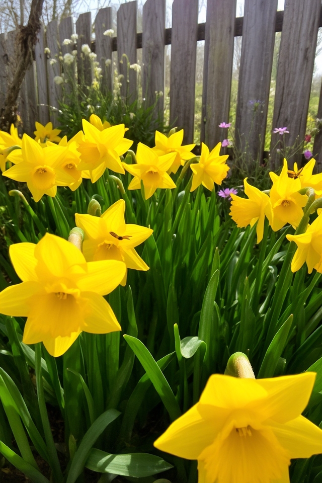 cheerful hardy deer resistant blooms