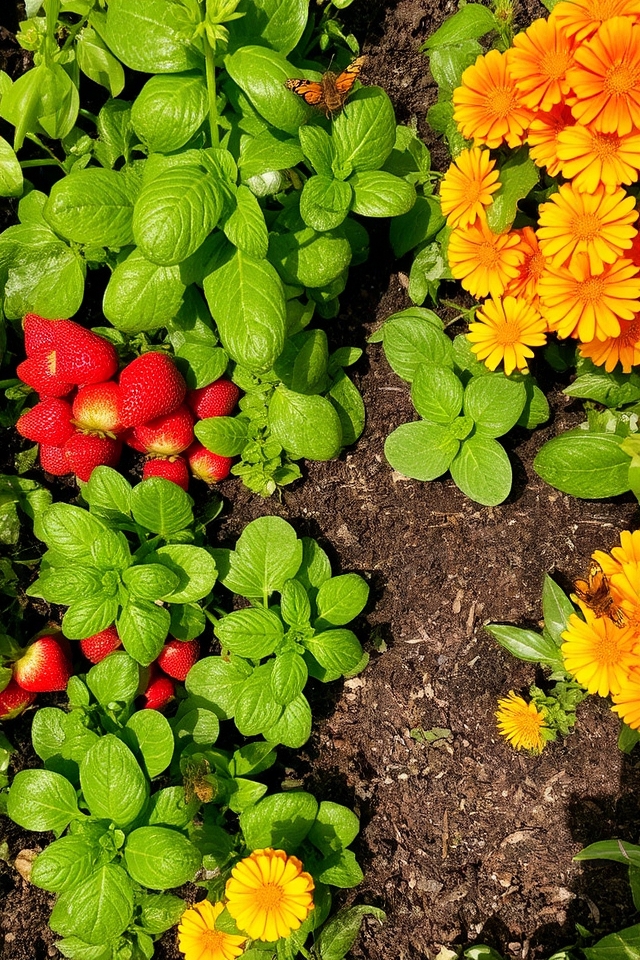 enhance garden with companions