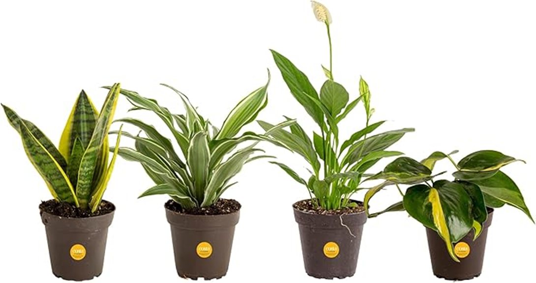 indoor plant variety pack