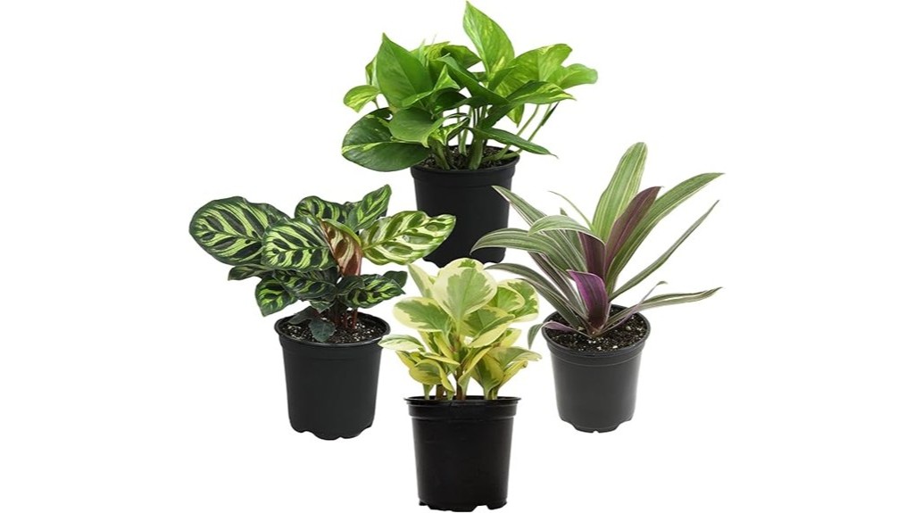 live plant set bundle