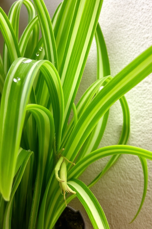 low maintenance air purifying plant