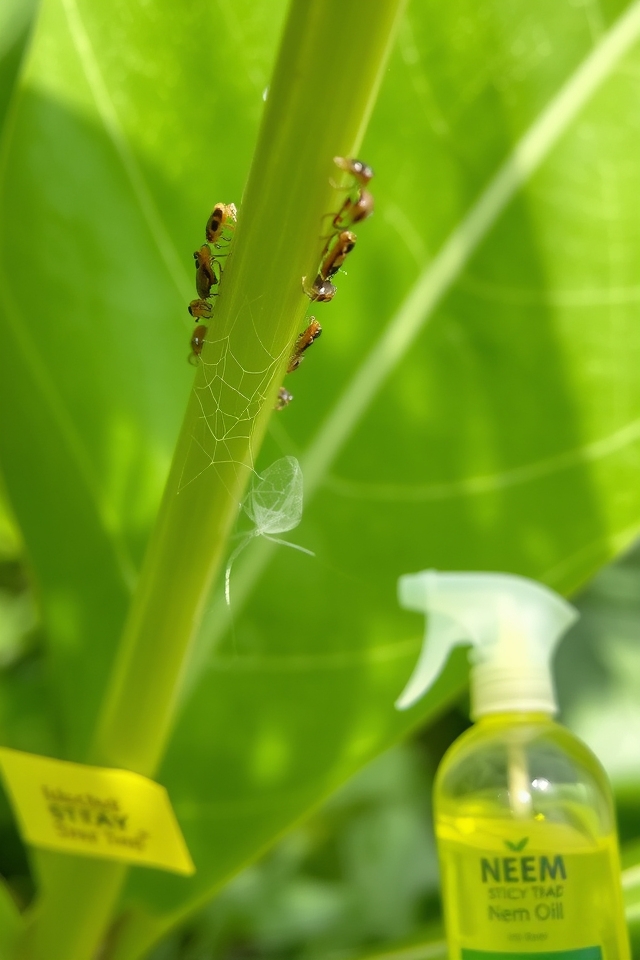 monitor pests early detection