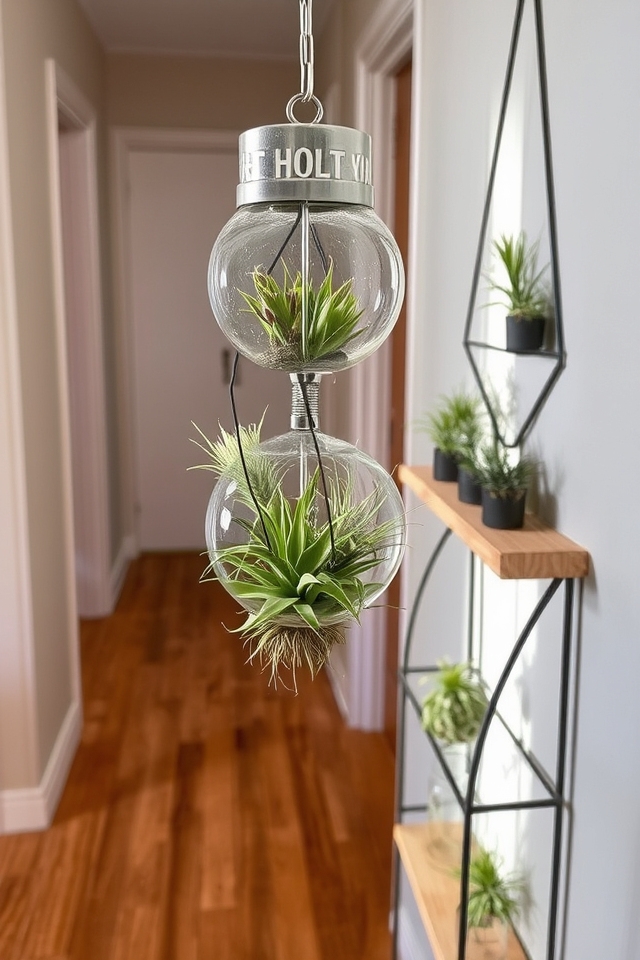 stylish air plant decor