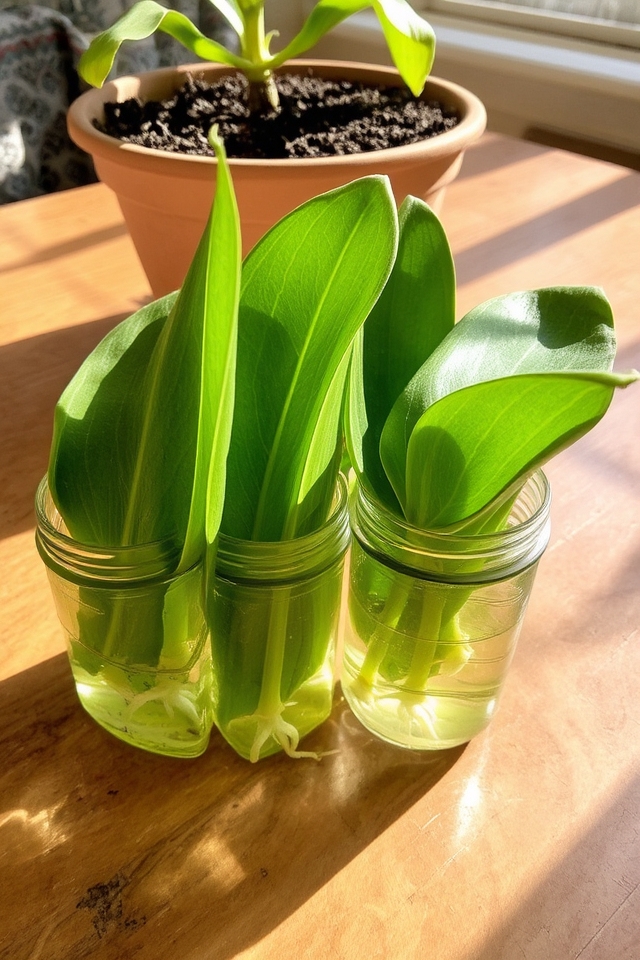 successful leaf cuttings propagation