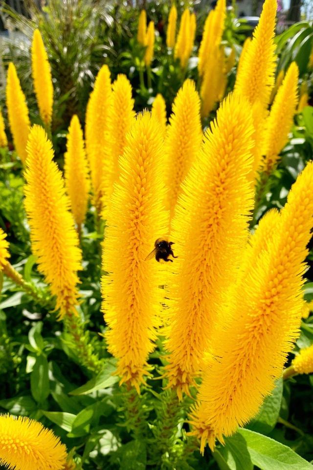 vibrant drought tolerant annual flower