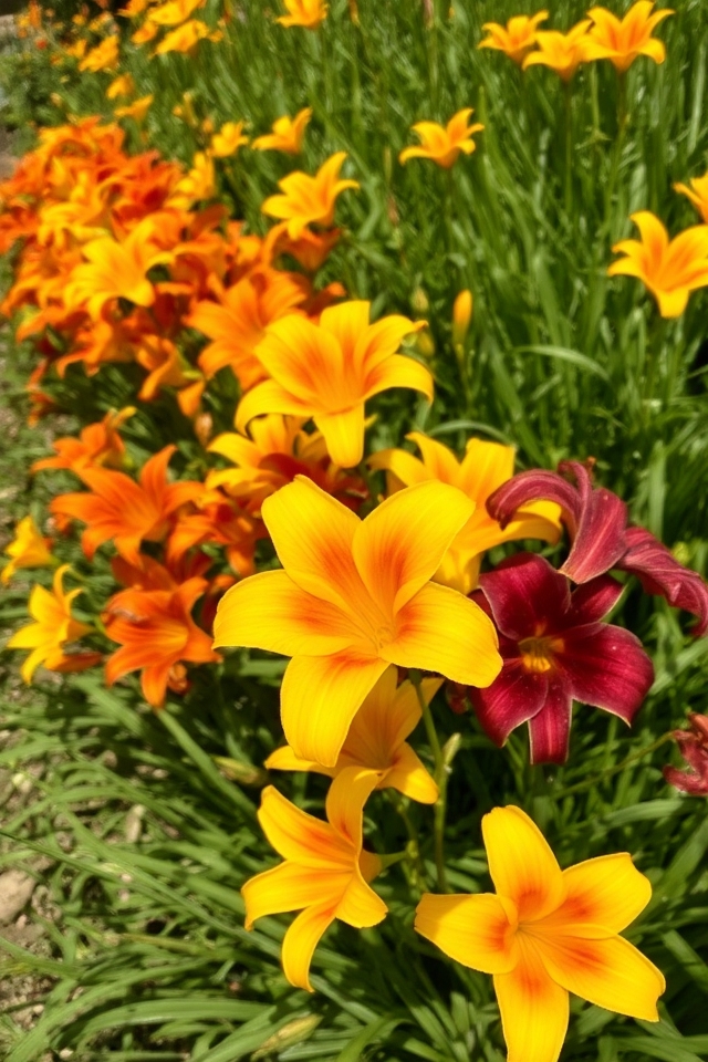 vibrant hardy garden perennials