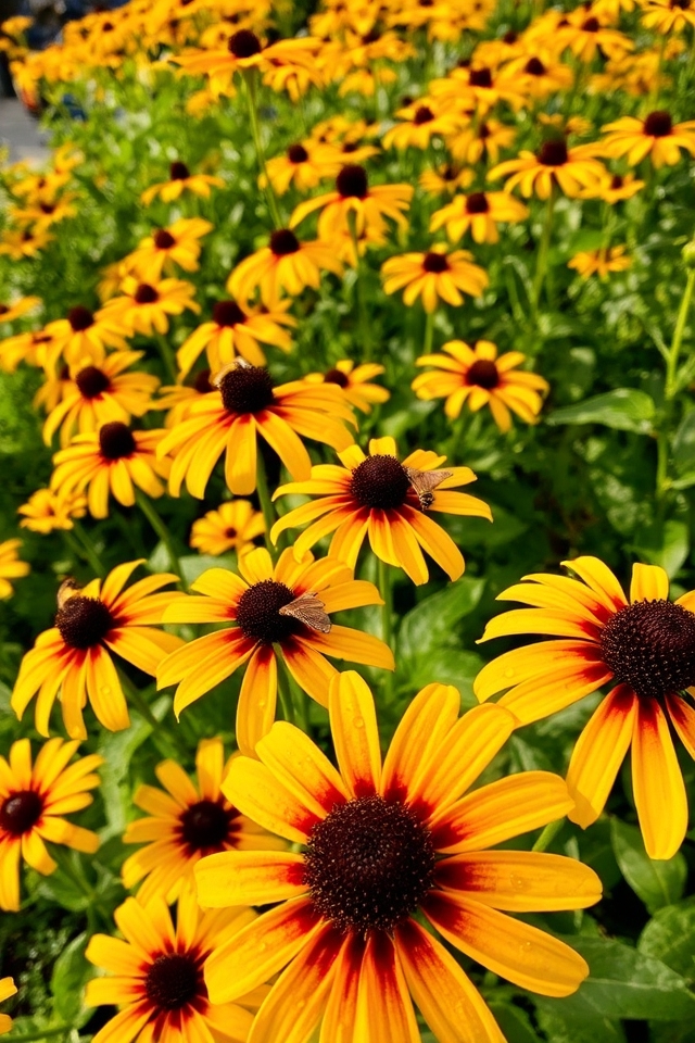 vibrant hardy perennial blooms
