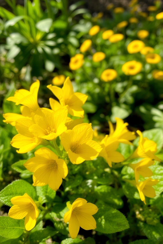 vibrant yellow spring blooms