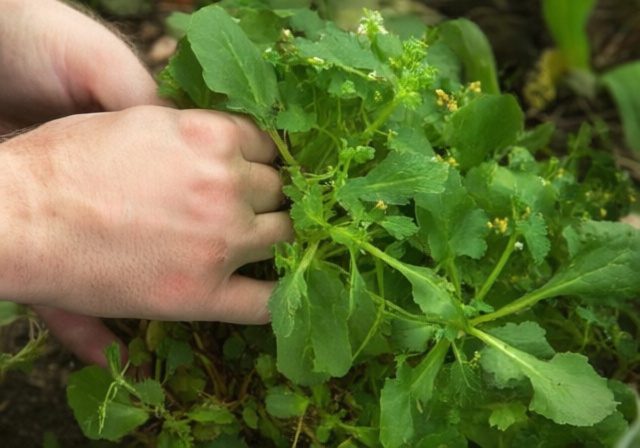 How to Get Rid of Purslane: Natural Control Methods 2026
