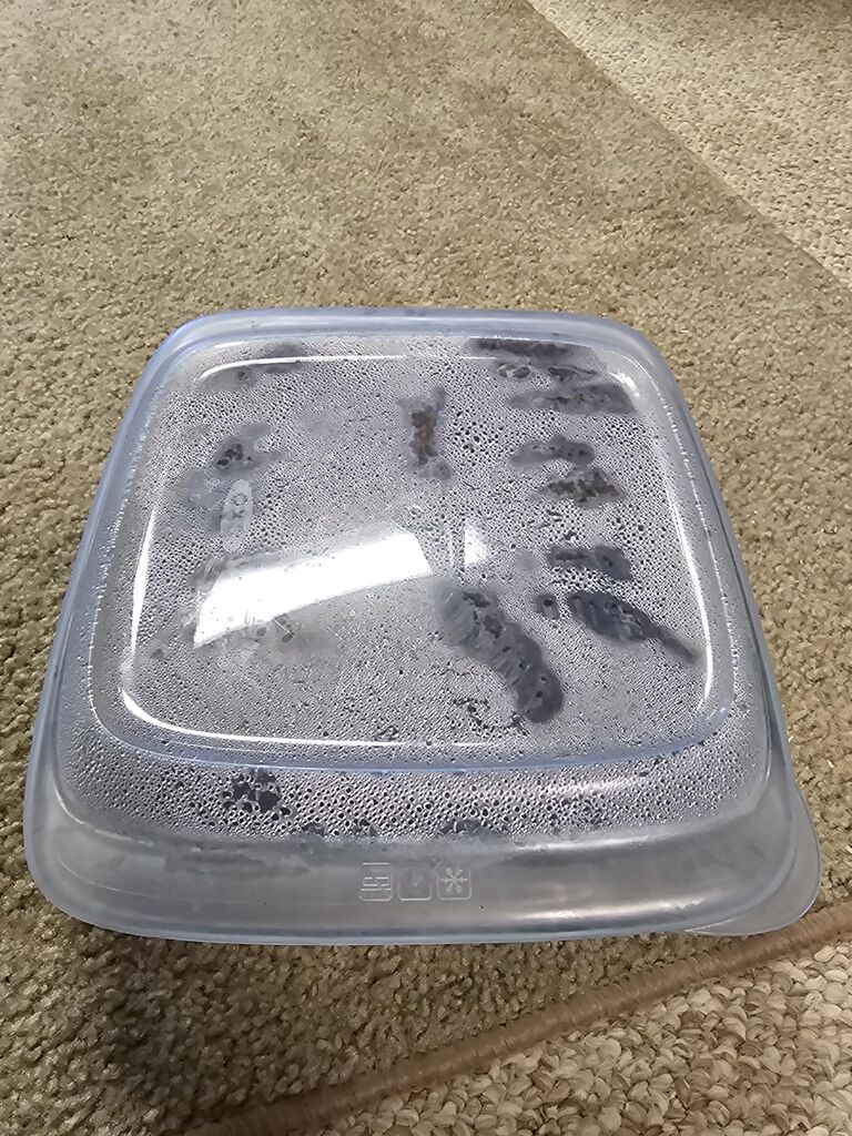 OXO Good Grips Glass Loaf Pan With Lid customer photo 2