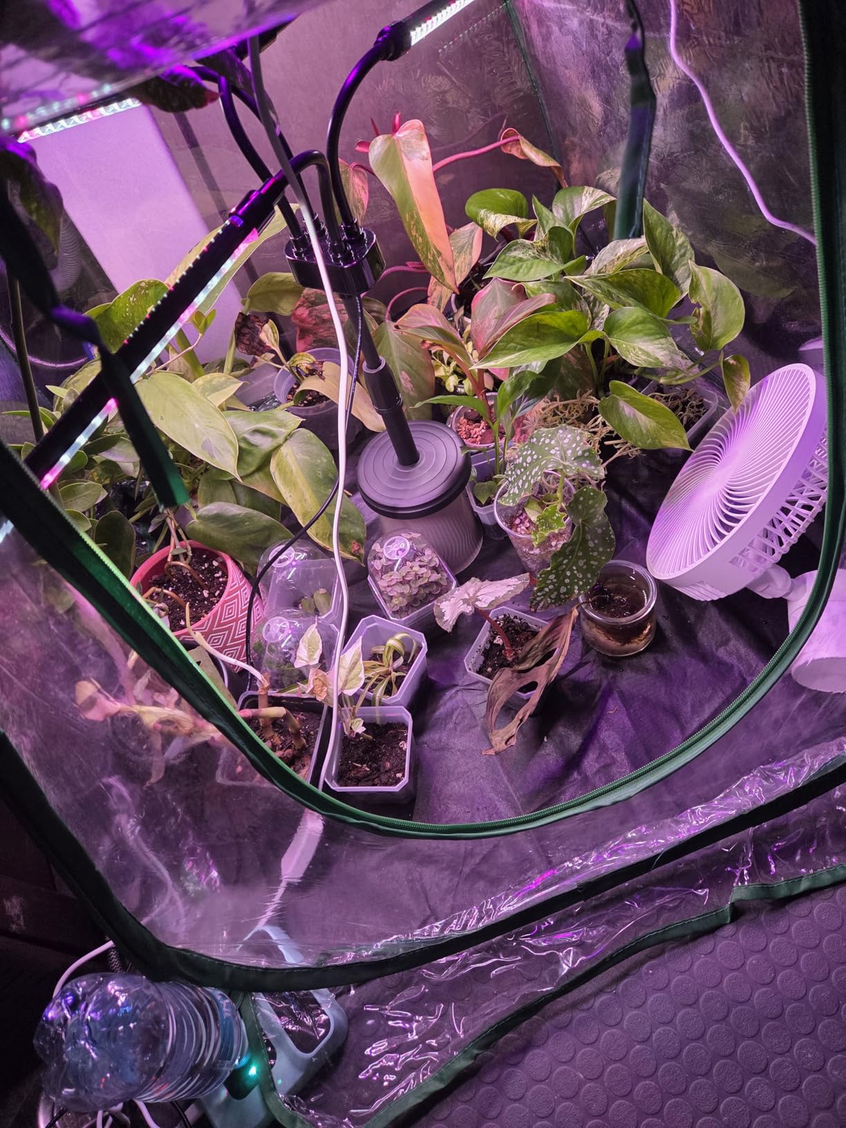 Portable Humidifiers for Travel, Small Mini Humidifier with Auto Shut-Off, Nightlight and Storage Bag for Hotel, Bedroom or Office, Plant Humidifier Indoor, Green Customer Review Portable Humidifiers for Travel, Small Mini Humidifier with Auto Shut-Off, Nightlight and Storage Bag for Hotel, Bedroom or Office, Plant Humidifier Indoor, Green - Customer Photo 1